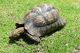 龜,爬行動物,南非