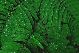 綠色,植物,葉子