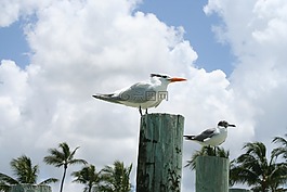海鷗,鳥類,水禽