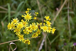 花,昆蟲(chóng),開(kāi)花