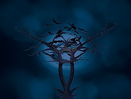 夜,蝙蝠,書的封面