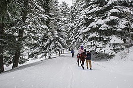 冬天,馬,雪