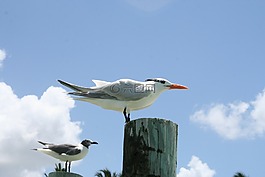 鷗,鳥,飛