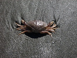 癌癥,海,海洋動物