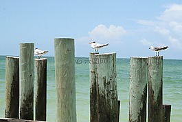 鷗,鳥,飛