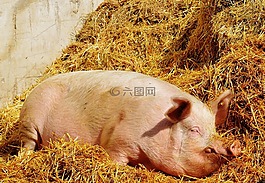 豬,好的 aiderbichl,保護區