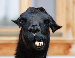 喇嘛,黑色,動物