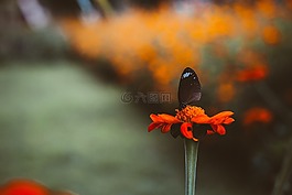花,模糊,花瓣