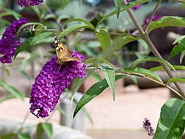 開花,蝴蝶,花