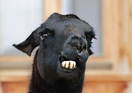 喇嘛,黑色,動物