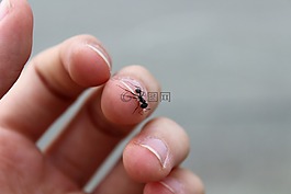 螞蟻,昆蟲(chóng),自然