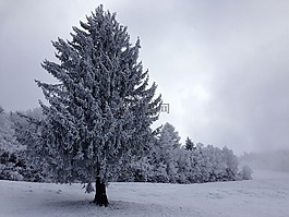 樹,雪,寒冬