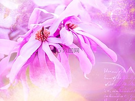 玉蘭,開花,粉紅色
