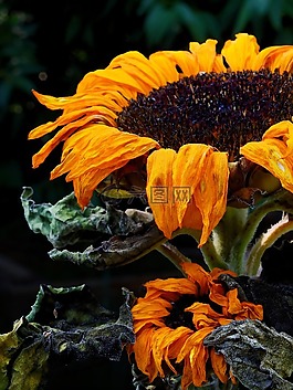 太陽花,花,開花