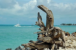 漂流木,景觀,海景