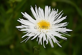 瑪格麗特,花,花瓣