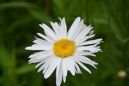 花,性質(zhì),瑪格麗特