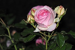 玫瑰,夜,粉紅色