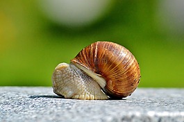 蝸牛,殼,軟體動(dòng)物
