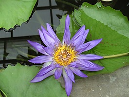 蓮花,花,休息