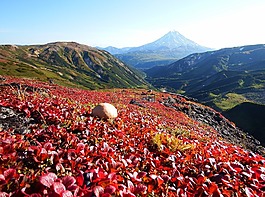 山,火山,苔原