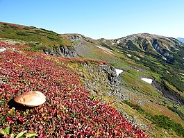 山,火山,苔原