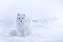 白,?？怂?動(dòng)物