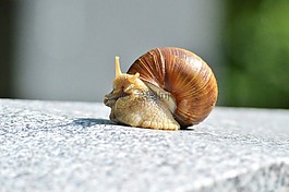 蝸牛,殼,軟體動(dòng)物