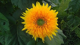 向日葵,花,黃色