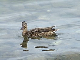 鴨,水禽,鴨鳥
