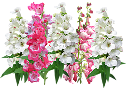 花的,花,植物區(qū)系
