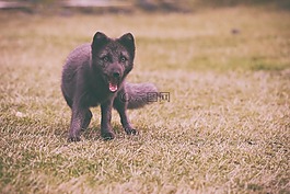 福克斯,動物,野生動物