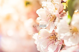 花,自然,樱桃