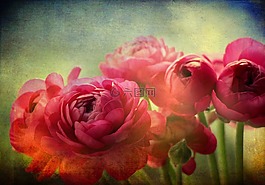 茛,花,粉紅色