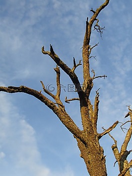 樹,死樹,waldsterben