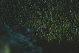 自然,植物,樹