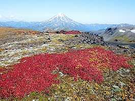 山,火山,苔原