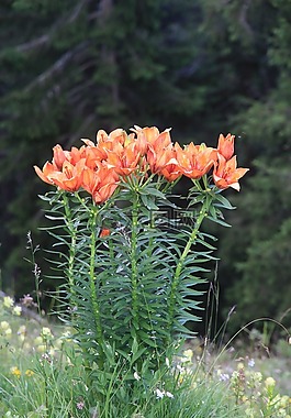 鮮花,植物區(qū)系,白云巖
