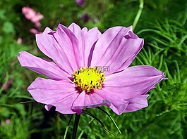 宇宙,花,粉色