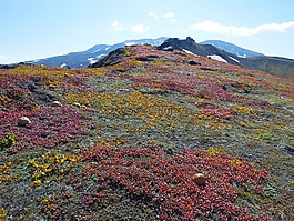 山,火山,苔原