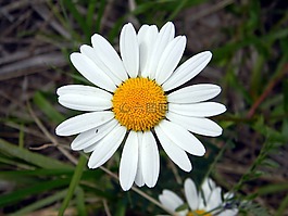 黛西,夏季,花卉