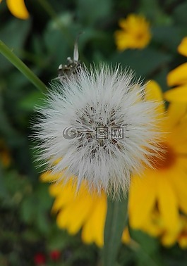 蒲公英,性質(zhì),夏季