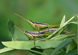 蚱蜢,昆蟲,夫婦