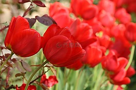 紅色郁金香,鮮花,郁金香