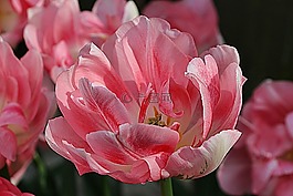 郁金香,開花,花