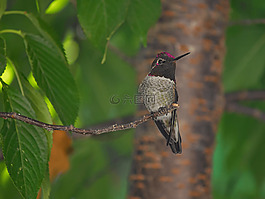 自然,動物,鳥