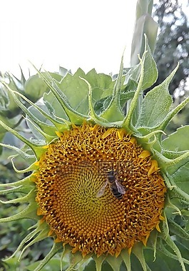 蜜蜂,向日葵,性質(zhì)