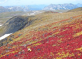 山,火山,苔原