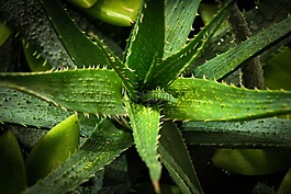 葉,植物區(qū)系,自然