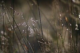 自然,上午,背光
